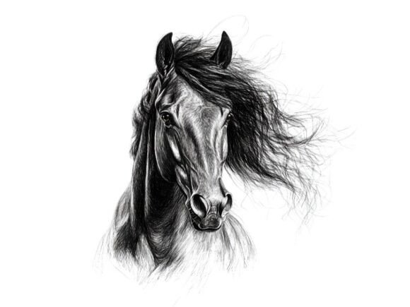 Download 10 Wild Horse Portrait Pencil Sketch Set - Set Collection